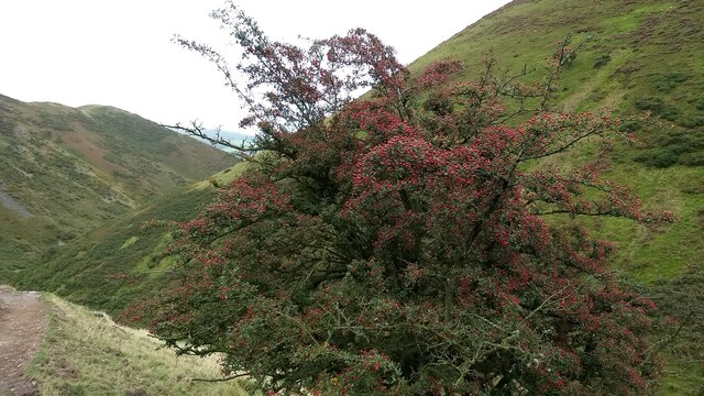 A fine Hawthorn bush in Townbrook Valley
