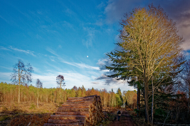 Timber stack by the Forestry Road, Shantullich Wood