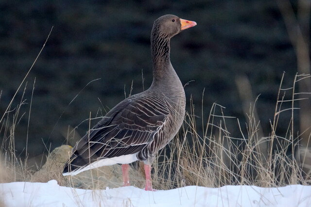 Greylag Goose (Anser anser), Baltasound