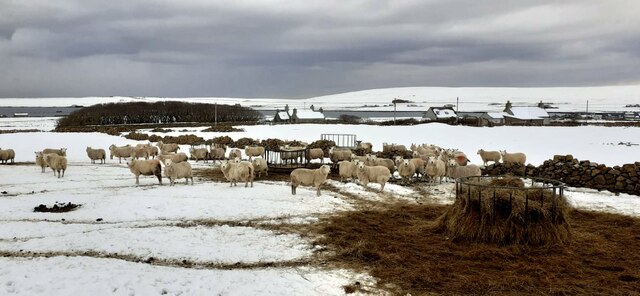 Sheep at feeders near Halligarth, Baltasound