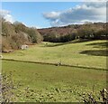 Horses and pasture next to Sheepwash Lane