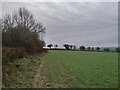 Large field on Burroughs Grove Hill