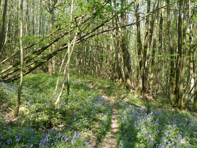 Path in Nap Wood