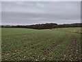 Field next to Holme Wood