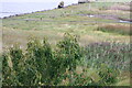 A charm of goldfinches by Montrose Basin