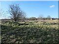 Remains of a field boundary, Balne Lane Fields