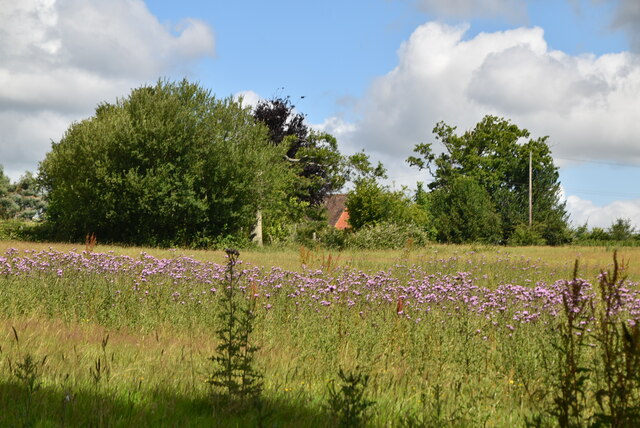 Wildflower meadow