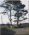 Scots Pines at the entrance to the road leading to St Michael