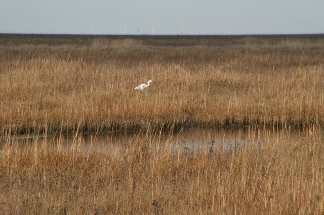 Egret and its pond on the green marsh: Saltfleetby and Theddlethorpe Dunes Nature Reserve
