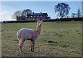 Alpaca at Brittle