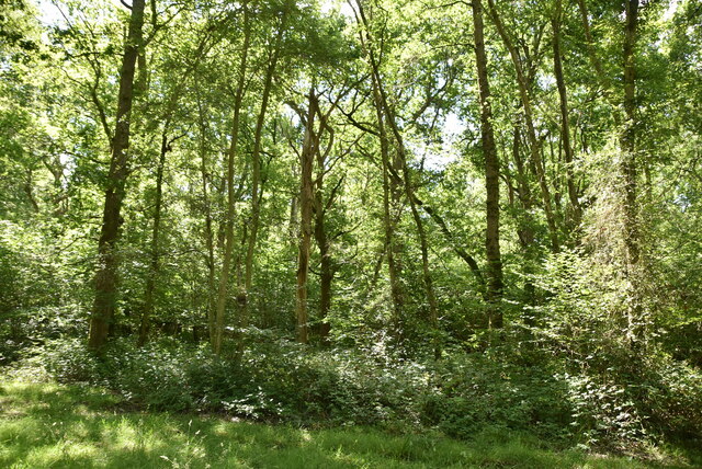 Paupersdale Wood