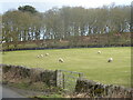 Sheep in field below Cuddy