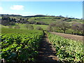 Footpath through the crop below Cotherott