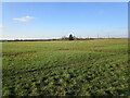 Grass field at Claypole