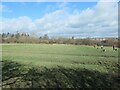 Ridge and furrow, Alverthorpe Meadows, looking north