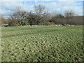 Dry ridges and muddy furrows, Alverthorpe Meadows