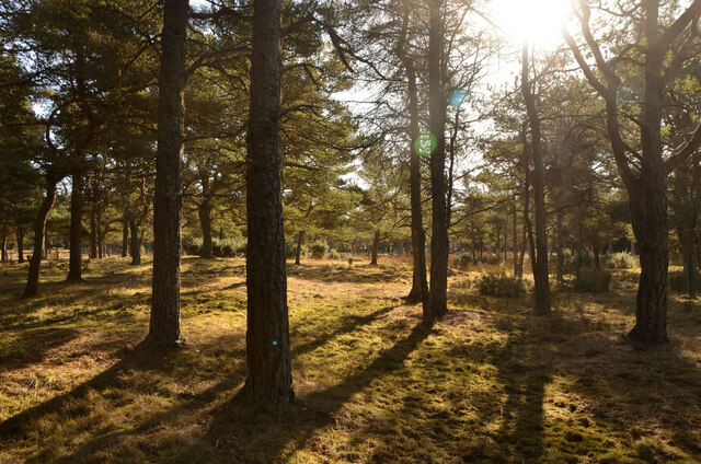 Scots Pine Woodland at Hilton of Embo, Sutherland
