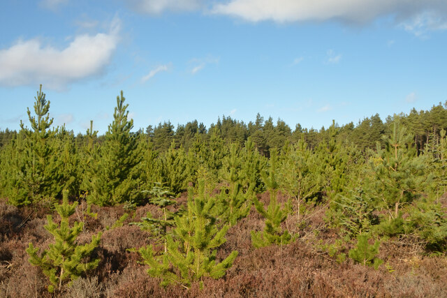 Young Trees at Fourpenny Plantation near Dornoch, Sutherland