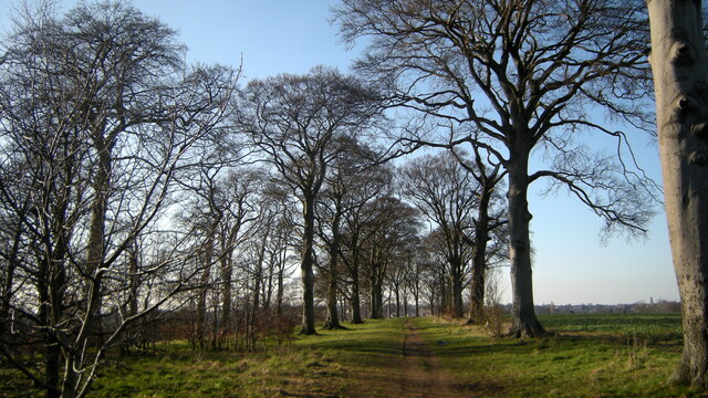 Skeletal winter trees, at Pontefract Rookeries
