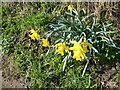 Daffodils in the hedge bank at Fenemere Manor farm