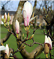 Magnolia tree buds and flowers on Ardgowan Square