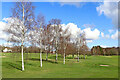 SO8994 : Young birch trees on Penn Common golf course, Staffordshire by Roger  D Kidd