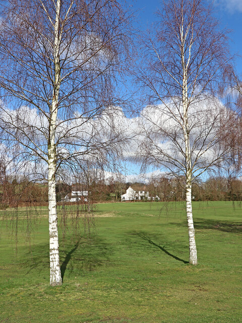 Birch trees on Penn Common golf course, Staffordshire