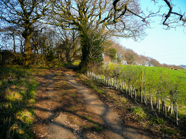 Recently planted hedge alongside Long Tongue Scrog Lane, Kirkheaton