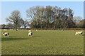 Sheep beside Sherfield English Lane