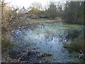 Pool at Merrington Green