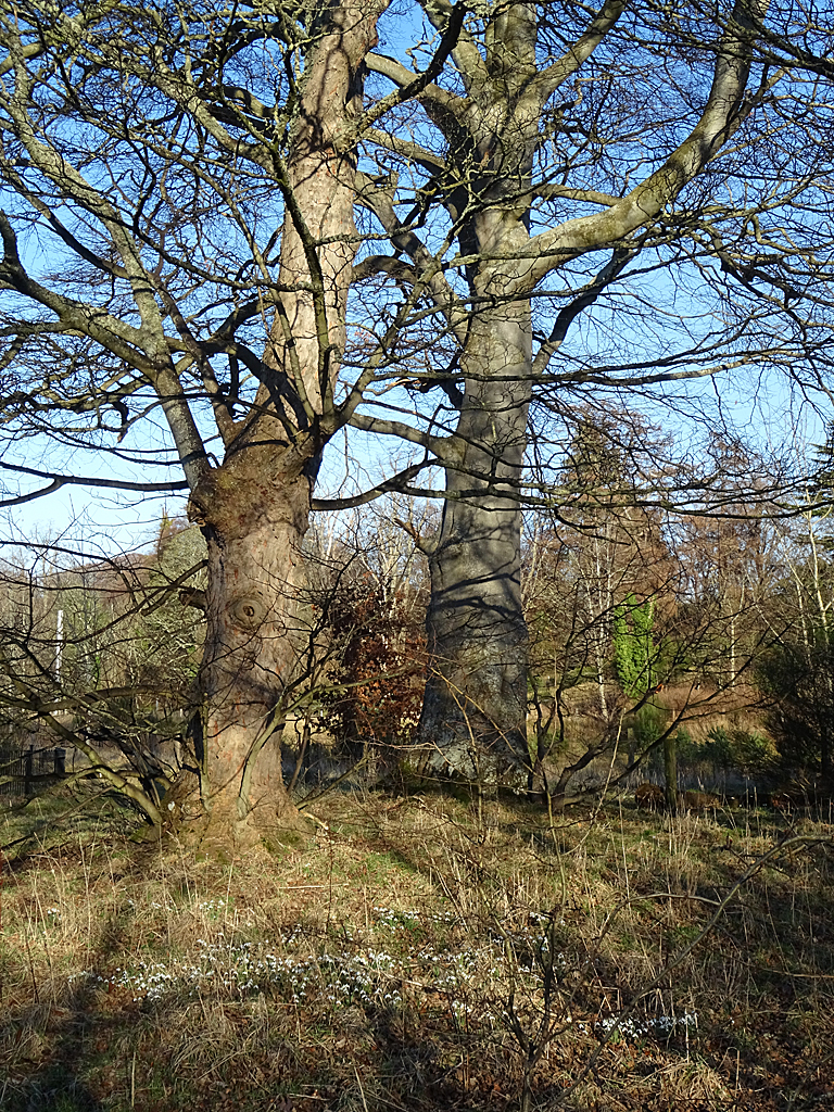 mature-trees-anne-burgess-geograph-britain-and-ireland