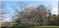 Blossom on tree in Oakwood Park