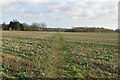 Footpath across beet field