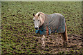 Berrynarbor : Grassy Field & Horse