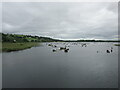 W3371 : The Gearagh Reservoir by Jonathan Thacker