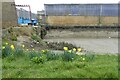 Daffodils by Faversham Creek