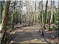 Path through Forge Wood