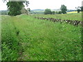 Path towards Allan Water