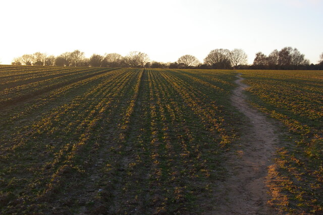 Footpath over sown field, south of Aldringham Common