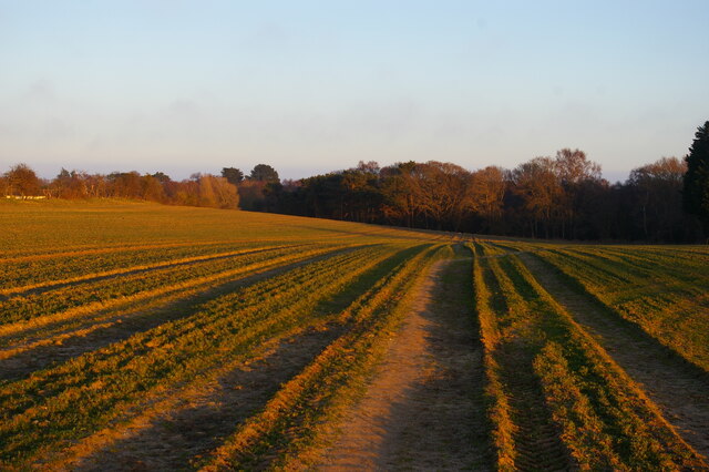 Footpath over sown field, south of Aldringham Common