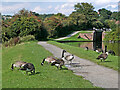 Canada Geese by the Stourbridge Canal near Wordsley