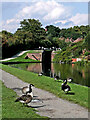 Lock and geese on the Stourbridge Canal near Wordsley