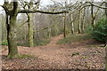 Woodland above Lower Ratley