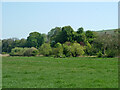 Trees at foot of rising ground, Amberley