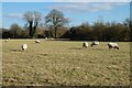 Pasture, Longwick