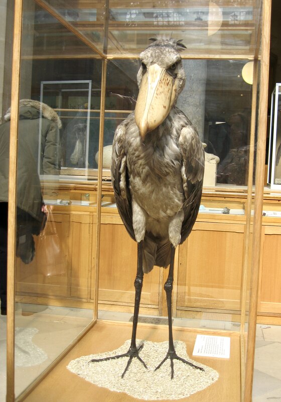 human shoebill stork size