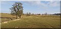 Grazing land near Townpark