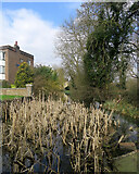 TL4457 : Newnham: bullrushes in the mill leat by John Sutton