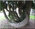 Yew tree, St. Catherine