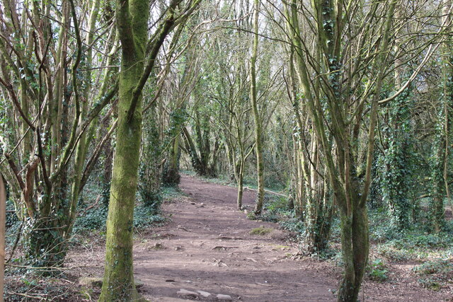 Path through the trees